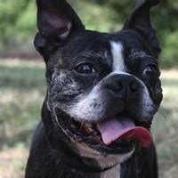 To find additional Boston Terrier dogs available for adoption check Illinois, Michigan, Ohio, Kentucky, or Wisconsin. . Boston terrier rescue indiana